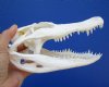 9-1/4 by 4 inches Discount Florida Alligator Skull for Sale (slight damage above left eye socket) - You are buying this one for $54.99
