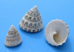 Small Trochus Snail...