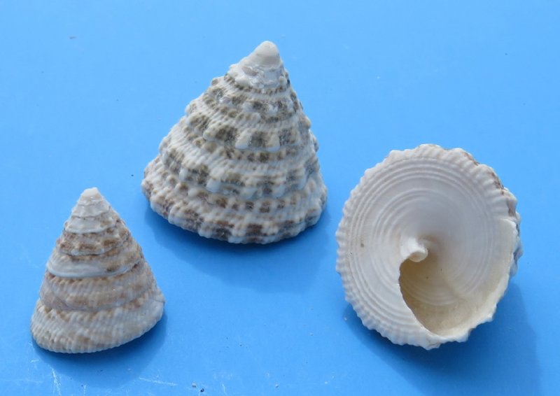 Small Trochus Snail Shells for Sale Priced 4.50 for 4.4 pounds of shells