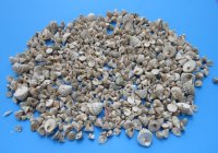 Natural Small Trochus Snail Shells, 1/4 to 1-1/4 inches - Case: 20 kilos @  $2.70 a kilo 