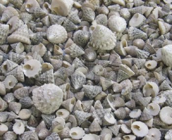 Small Trochus Snail Shells, echinellopsis grandinatus, 1/4 to 1-1/4 inches - 4.4 lbs @ $6.40 a bag; 2 bags @ $5.80 a bag