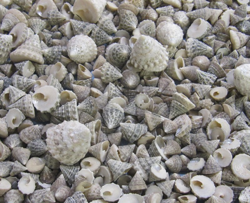 Small Trochus Snail Shells for Sale Priced 4.50 for 4.4 pounds of shells