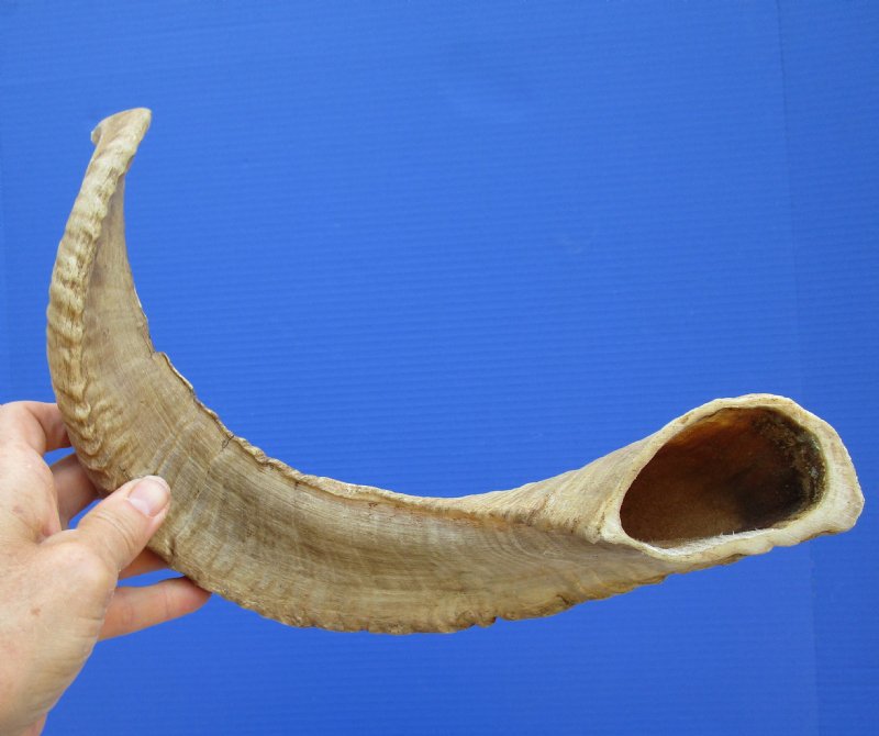 22 inches Real Sheep Horn for Sale, Ram Horn imported from South Africa
