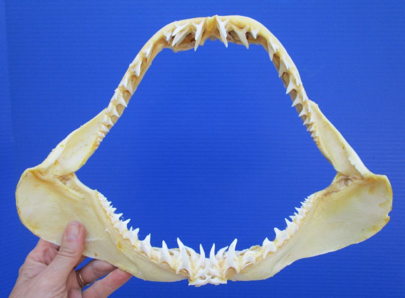 121/4 by 9 inches Genuine Shortfin Mako Shark Jaw for Sale
