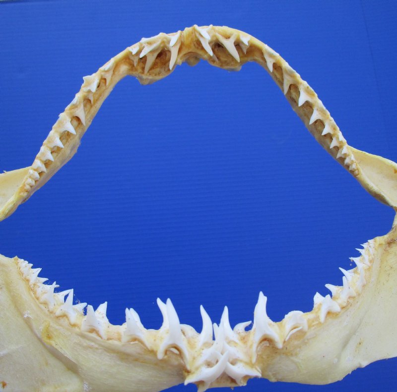 12-1/4 by 9 inches Genuine Shortfin Mako Shark Jaw for Sale