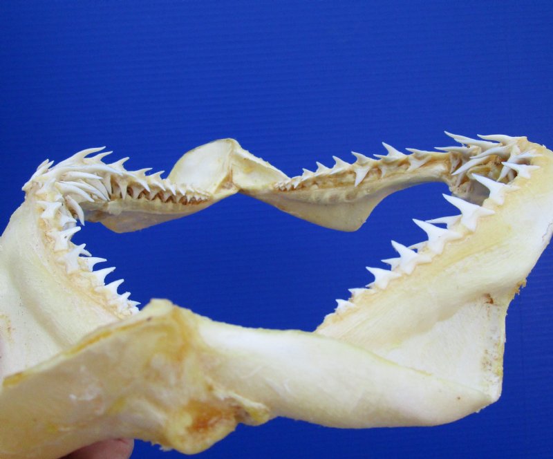 121/4 by 9 inches Genuine Shortfin Mako Shark Jaw for Sale