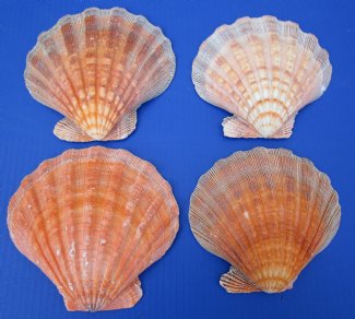 Lion's Paw Scallop Shells Bulk and Hand Selected