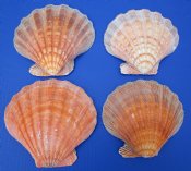 Lion's Paw Scallop Shells Wholesale-Hand Selected