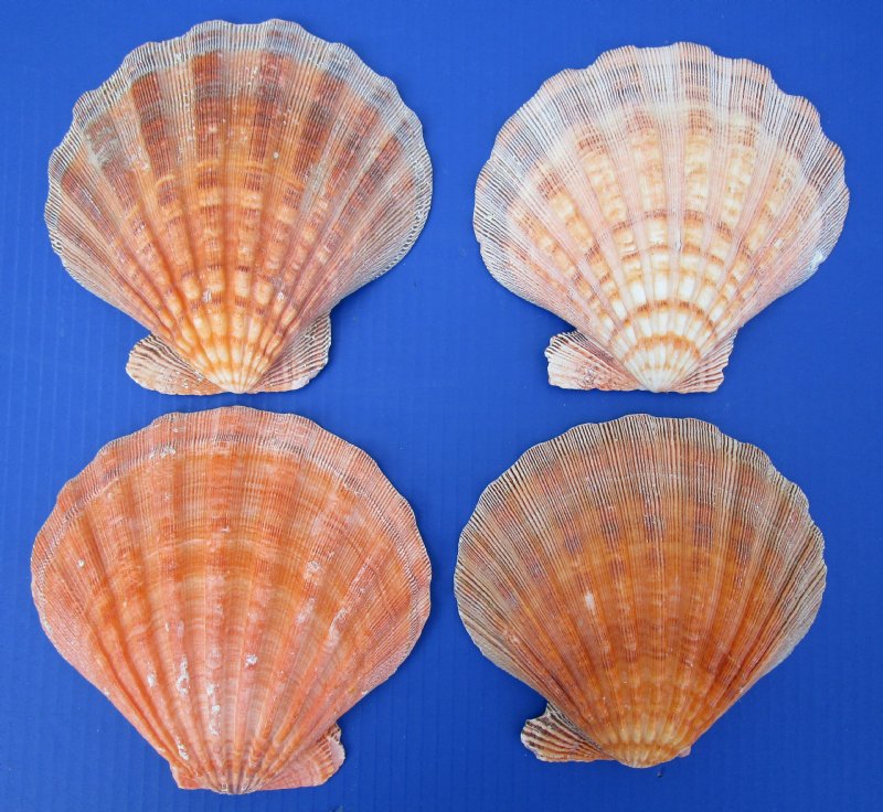 4 Large Orange Lion's Paw Scallop Shells for Sale 63/8 to 65/8 inches