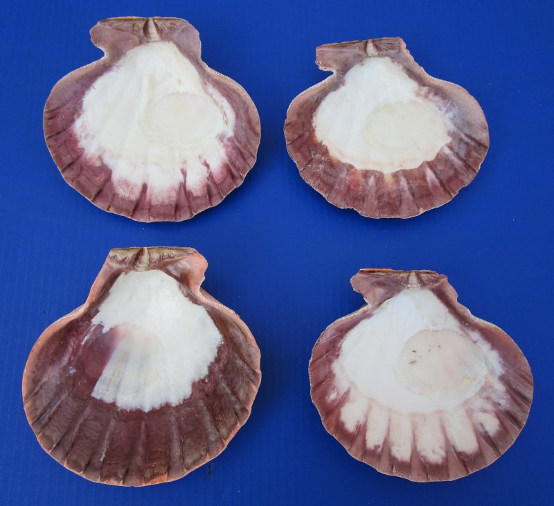 4 Large Orange Lion's Paw Scallop Shells for Sale 63/8 to 65/8 inches