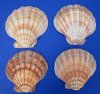 4 Large Orange Lion's Paw Scallop Shells 6-1/4 to 6-1/2 inches for Decorating, Baking and Smudging - You are buying this one for $5.00 each