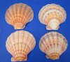 4 Large Orange Lion's Paw Scallop Shells 6-3/8 to 6-1/2 inches for Decorating, Baking or Smudging - You are buying the 4 pictured for $5.00 each