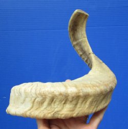 19 inches Real Merino Sheep Horn, Ram Horn for Sale for Making a Shofar - You are buying this one for $17.99