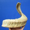19 inches Real Merino Sheep Horn, Ram Horn for Sale for Making a Shofar - You are buying this one for $17.99