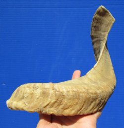17 inches Real Merino sheep Horn, Ram Horn for Sale - You are buying this one for $16.99