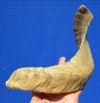 17 inches Real Merino sheep Horn, Ram Horn for Sale - You are buying this one for $16.99