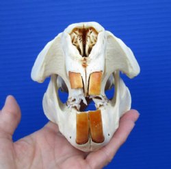 5-1/2 by 3-7/8 inches North American Beaver Skull, Grade B for $19.99