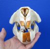 5-1/2 by 3-7/8 inches Discount North American Beaver Skull for Sale (2 upper front teeth are broken) - You are buying this one for $19.99
