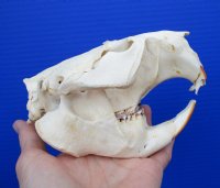 5-1/2 by 3-7/8 inches North American Beaver Skull, Grade B <font color=red> SALE $15.99</FONT>
