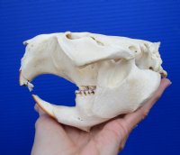 5-1/2 by 3-7/8 inches North American Beaver Skull, Grade B <font color=red> SALE $15.99</FONT>