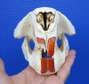 5-1/2 by 4 inches Bargain Priced Real American Beaver Skull for Sale (one upper tooth broken off) - You are buying this one for $19.99