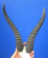 Cheap African Springbok Skull Plate, Cap with 10-1/2 inches Horns (One horn tip broken off; other worn down) - You are buying this one for $21.99