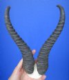 Grade 2 African Springbok Skull Cap, Plate with 12 and 12-1/2 inches Horns for $23.99