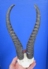 Grade 2 Springbok Skull Plate with 10 and 10-3/4 inches Horns for $21.99