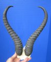 Genuine African Springbok Skull Plate, Cap with 12-3/4 and 13 inches Horns for Sale - You are buying this one for $29.99