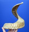 27-1/2 inches Authentic Merino Sheep Horn for Sale, Ram Horn - You are buying this one for $27.99