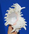 9 inches Beautiful Large White Murex Ramosus Seashell for Sale, Ramose Murex with Frilly Branches - You are buying this one for $24.99