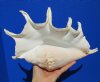 13-3/4 by 8-1/2 inches Pretty Lambis Truncata, Seba's Spider Conch Shell for Sale, with Long Spines - You are buying this one for $19.99