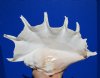 13-1/2 by 8-1/2 inches Extra Large Seba's Spider Conch Shell, Lambis truncata, with Very Long Finger Like Spines - You are buying this one for $23.99