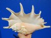 13-1/4 by 8-1/2 inches Gorgeous Extra Large Seba's Spider Conch Shell for Sale, Lambis truncata - You are buying this one for $23.99
