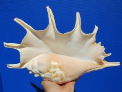 13-1/4 Seba's Spider Conch Shell - $19.99