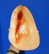 10-3/8 by 8 inches Beautiful Authentic Large Yellow Horned Helmet Shell for Sale, Cassis Cornuta - You are buying this one for $29.99