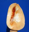 10 by 7-1/2 inches Gorgeous Genuine Large Yellow Horned Hemet Seashell for Sale with a Peach Colored Face - You are buying this one for $29.99