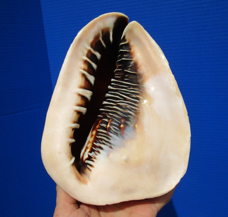 7 by 5-1/2 inches Queen Helmet Shell for Sale