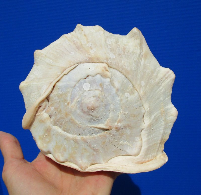 7 by 5-3/4 inches Beautiful Queen Helmet Shell for Sale