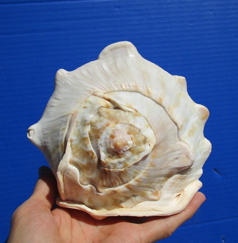 6-7/8 by 5-7/8 inches Beautiful Authentic Queen Helmet Shell for Sale