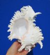 8-1/2 by 6-1/4 inches Fabulous Branched Murex Seashell for Sale, Ramose Murex - You are buying this one for $15.99