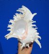 8-1/2 by 7 inches Beautiful Branched Murex Seashell for Sale, Ramose Murex - You are buying this one for $15.99