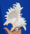 8 by 6 inches Beautiful Giant Murex Shell for Sale with Frilly Branches, Murex Ramosus - You are buying this one for $15.99