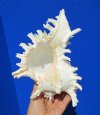 8-1/2 by 6-1/4 inches Gorgeous Ramose Murex Shell for Sale, Giant Murex, a Large White Shell with Lacy Branches - You are buying this one for $15.99