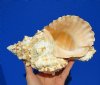 9-1/2 by 6-1/4 inches Large Philippine Frog Shell for Sale, bursa bursa,  - You are buying this one for 23.99