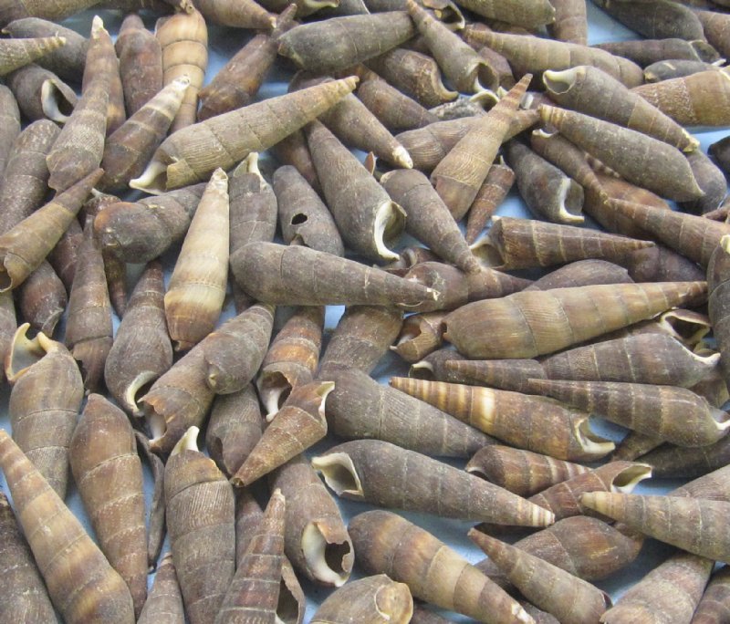 4.50 pounds Small Black Terebra Auger Shells for Sale Priced 4.50 a bag