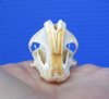 1-3/4 by 1 inch Authentic North American Pocket Gopher Skull for Sale - You are buying this one for $19.99