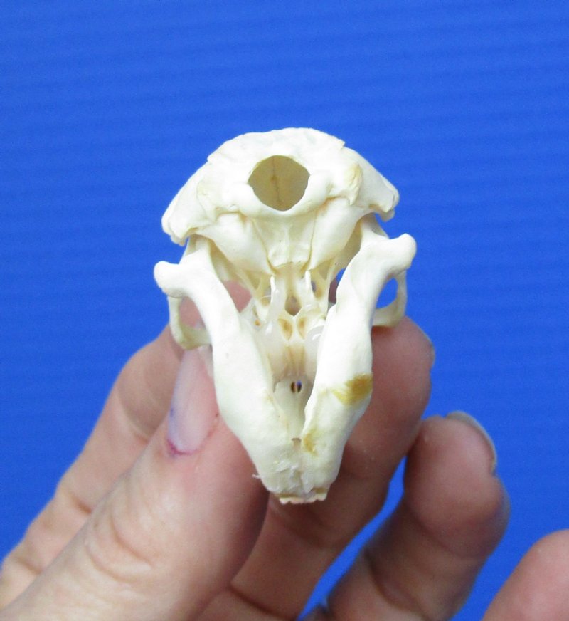 13/4 by 1 inch Authentic North American Pocket Gopher Skull for Sale