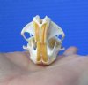 2 by 1/8 inches Genuine North American Pocket Gopher Skull for Sale - You are buying this one for $19.99