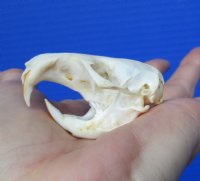 2 by 1/8 inches Genuine North American Pocket Gopher Skull for Sale - You are buying this one for $19.99